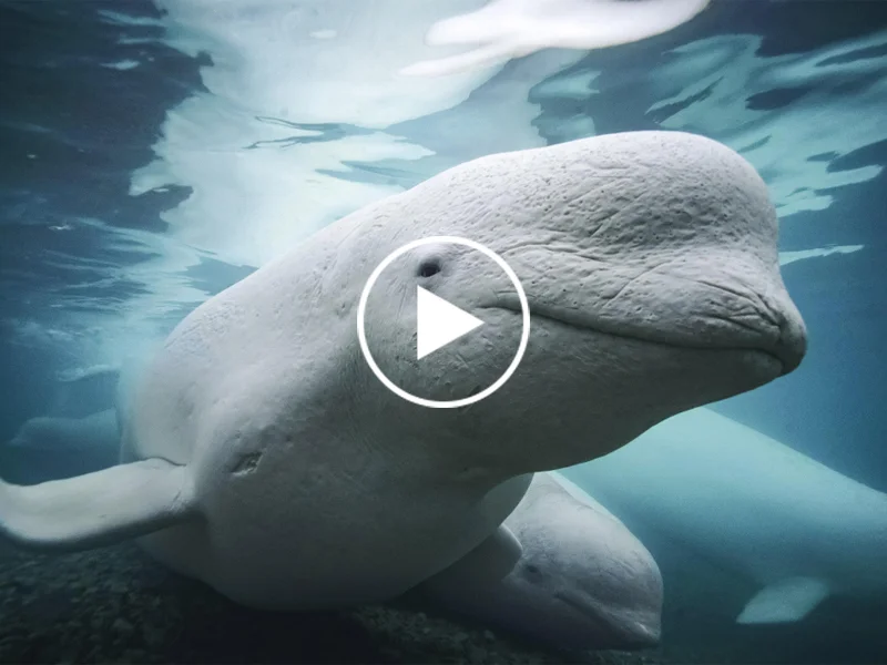 A new study revealed that beluga whales can recognize themselves in a mirror. Here, a female beluga and her calf swim in the Canadian Arctic.