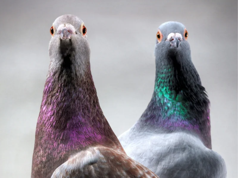 Pigeons sense the Earth's magnetic pull via immune cells in their liver, a new study says.