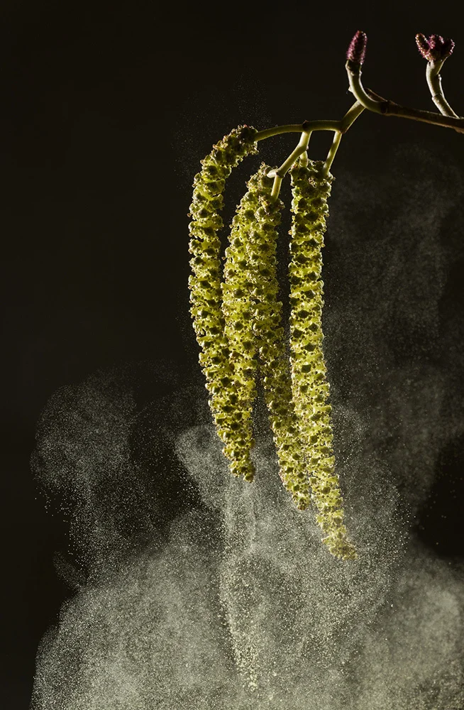 Italian Alder introduced naturalized species close-up of catkins shedding pollen
