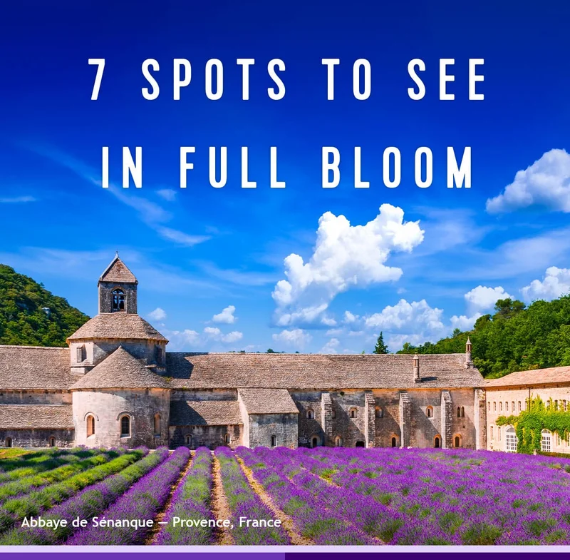 7 SPOTS TO SEE IN FULL BLOOM