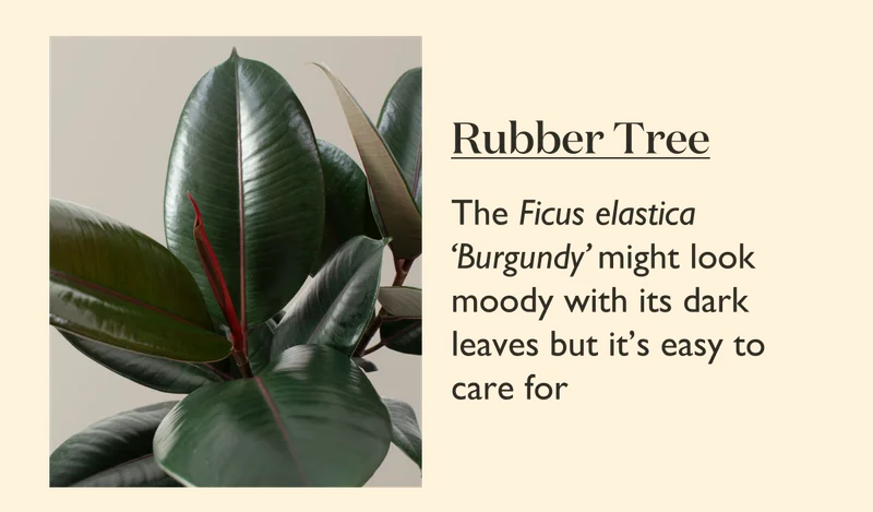 Large Rubber Tree