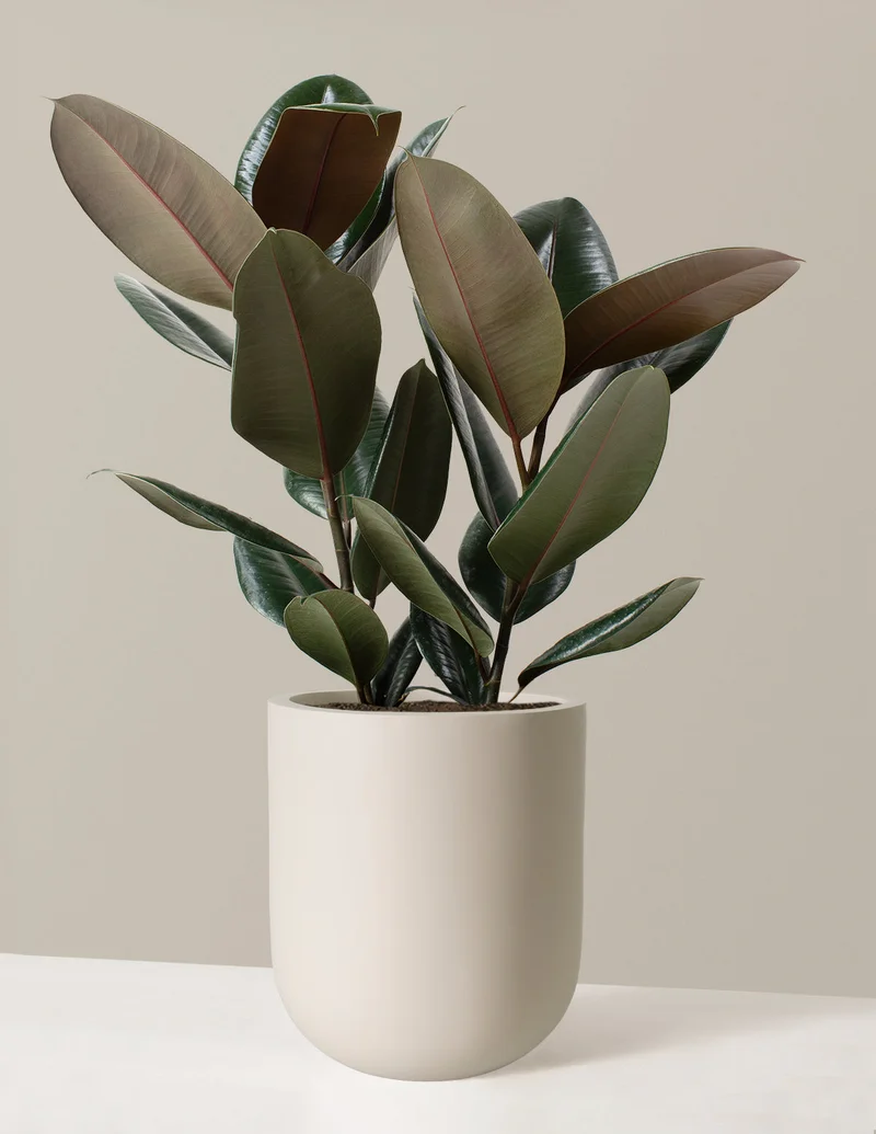 Image of Large Rubber Tree