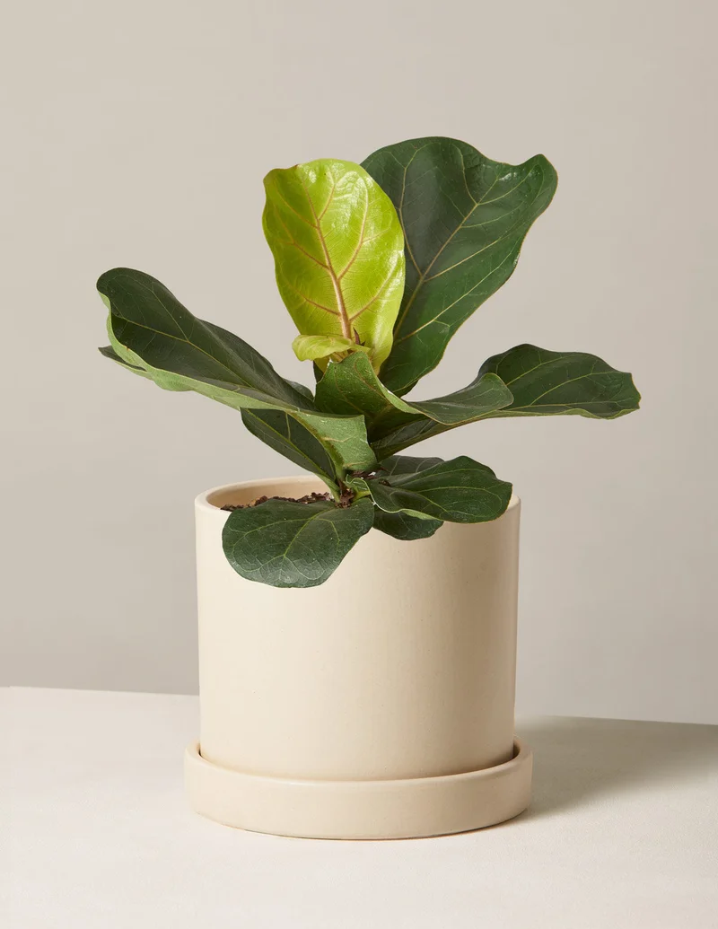 Image of Fiddle Leaf Fig