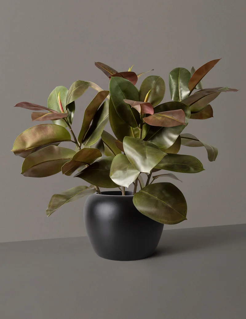 Image of Faux Rubber Tree