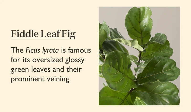 Large Fiddle Leaf Fig