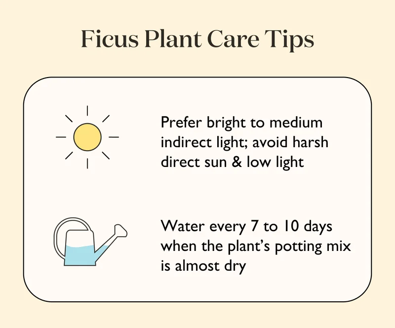 Ficus plants prefer bright to medium indirect light. Avoid harsh direct sun and low light. Water every 7 to 10 days when the plant's potting mix is almost dry.