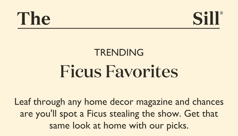 Leaf through any home decor magazine and chances are you'll spot a Ficus stealing the show. Get that same look at home with our picks.