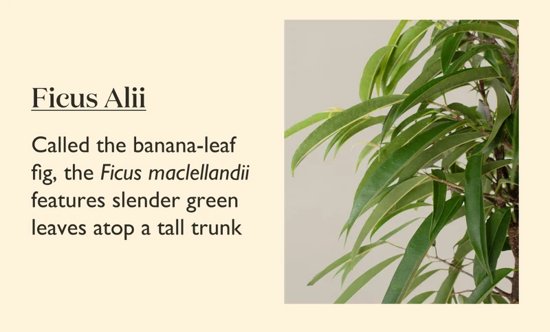 Large Ficus Alii