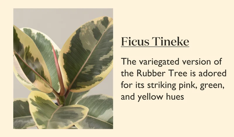 Ficus Tineke