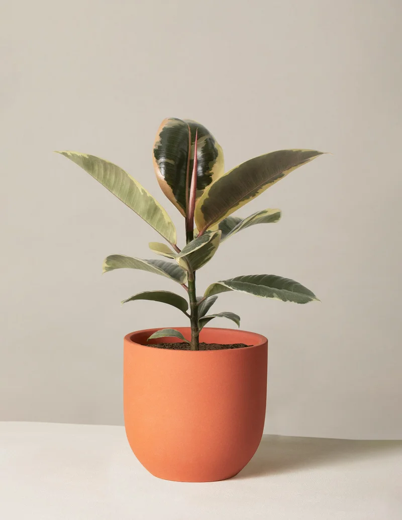 Image of Ficus Tineke