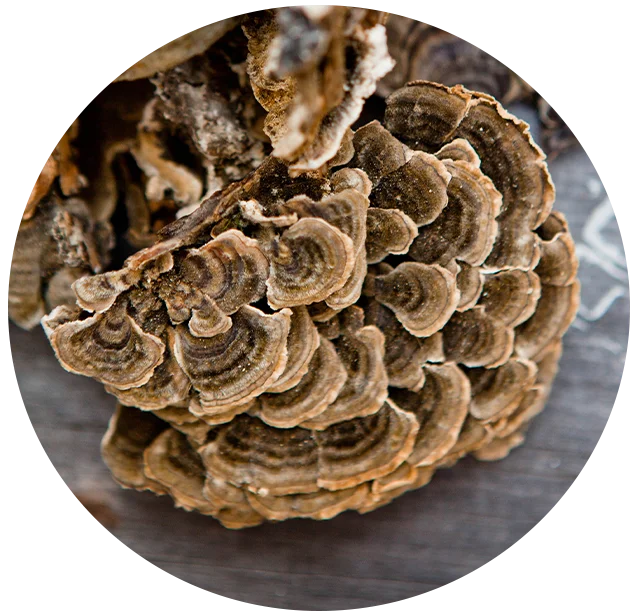 functional mushrooms
