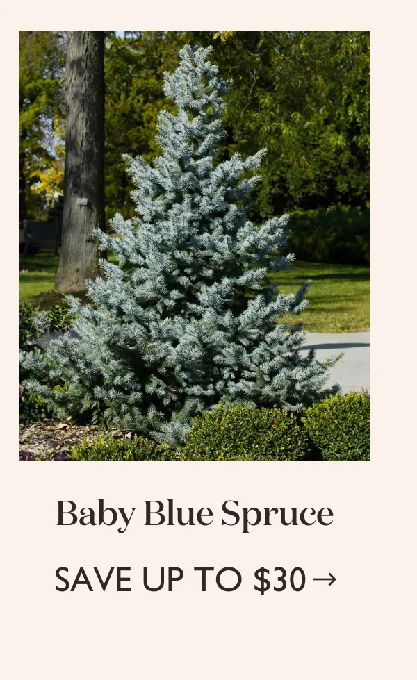 Save up to $30 on the Baby Blue Spruce