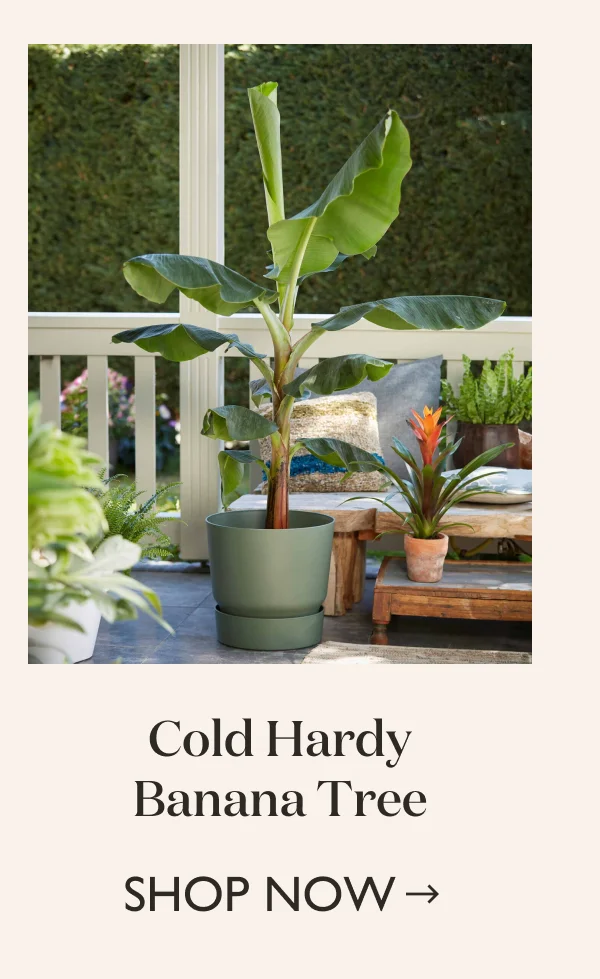 Shop the Cold Hardy Banana Tree