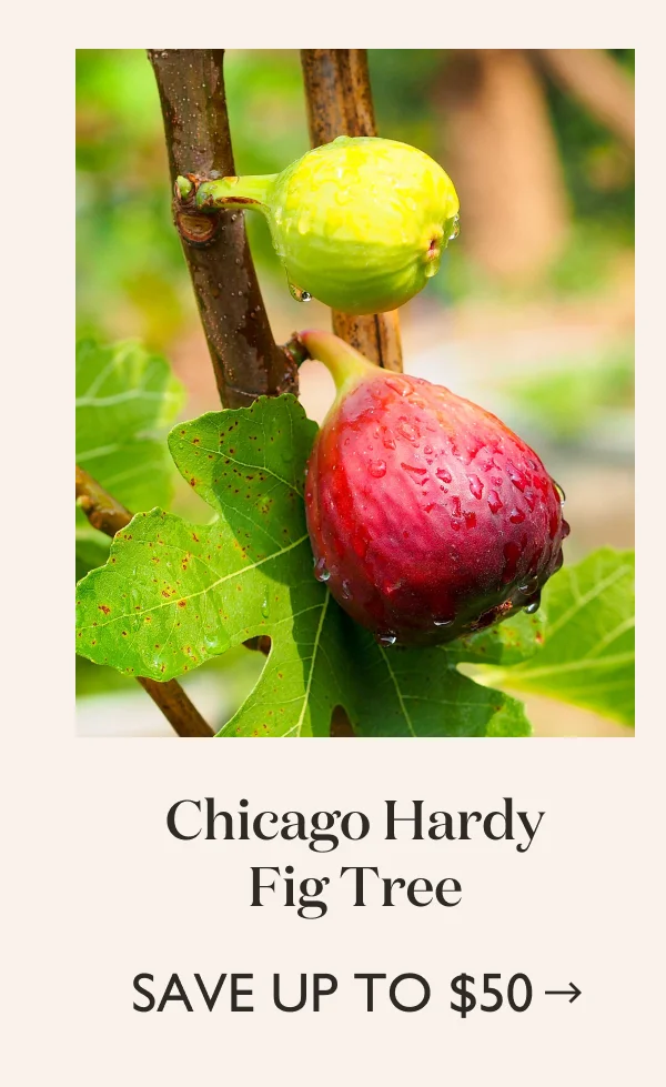 Save up to $50 on Chicago Hardy Fig Tree