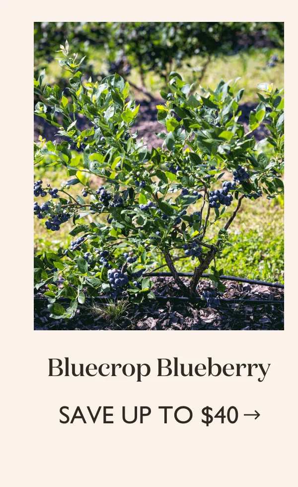 Save up to $40 on the Bluecrop Blueberry