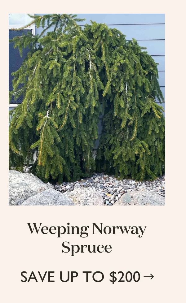 Save up to $200 on the Weeping Norway Spruce