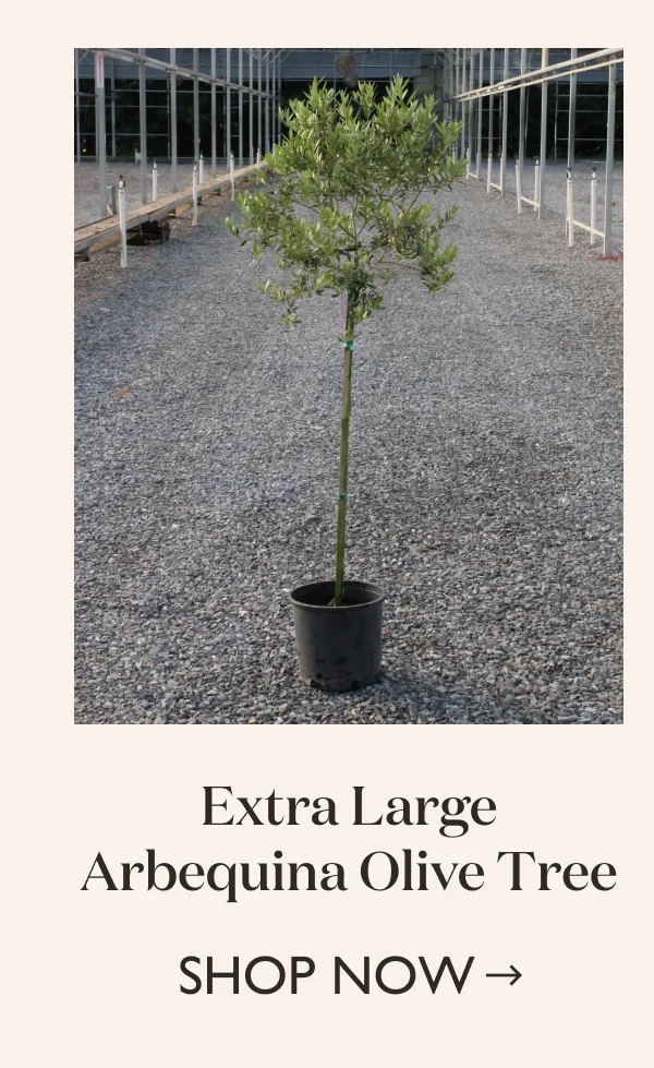 Shop the Extra Large Arbequina Olive Tree