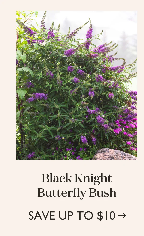 Save up to $10 on Black Knight Butterfly Bush