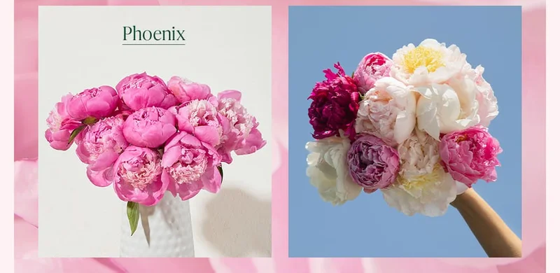 Phoenix Peonies