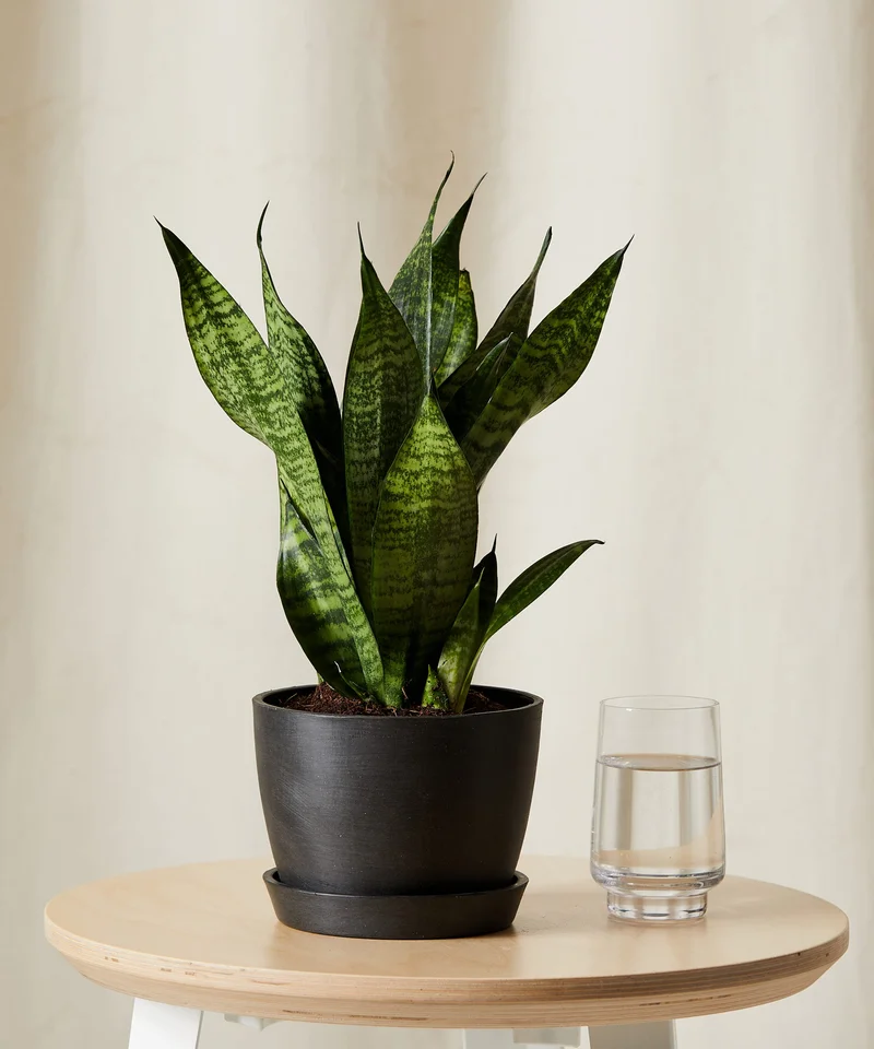 Image of Sansevieria Zeylanica