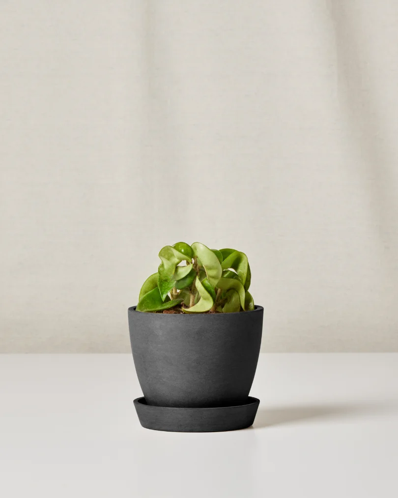 Image of Hoya Compacta