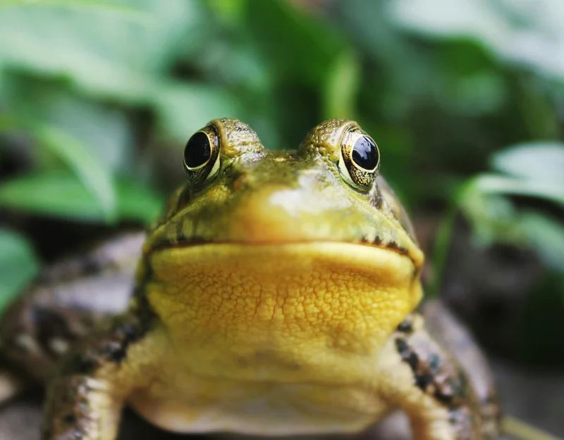 Close up image of a frog’s face.