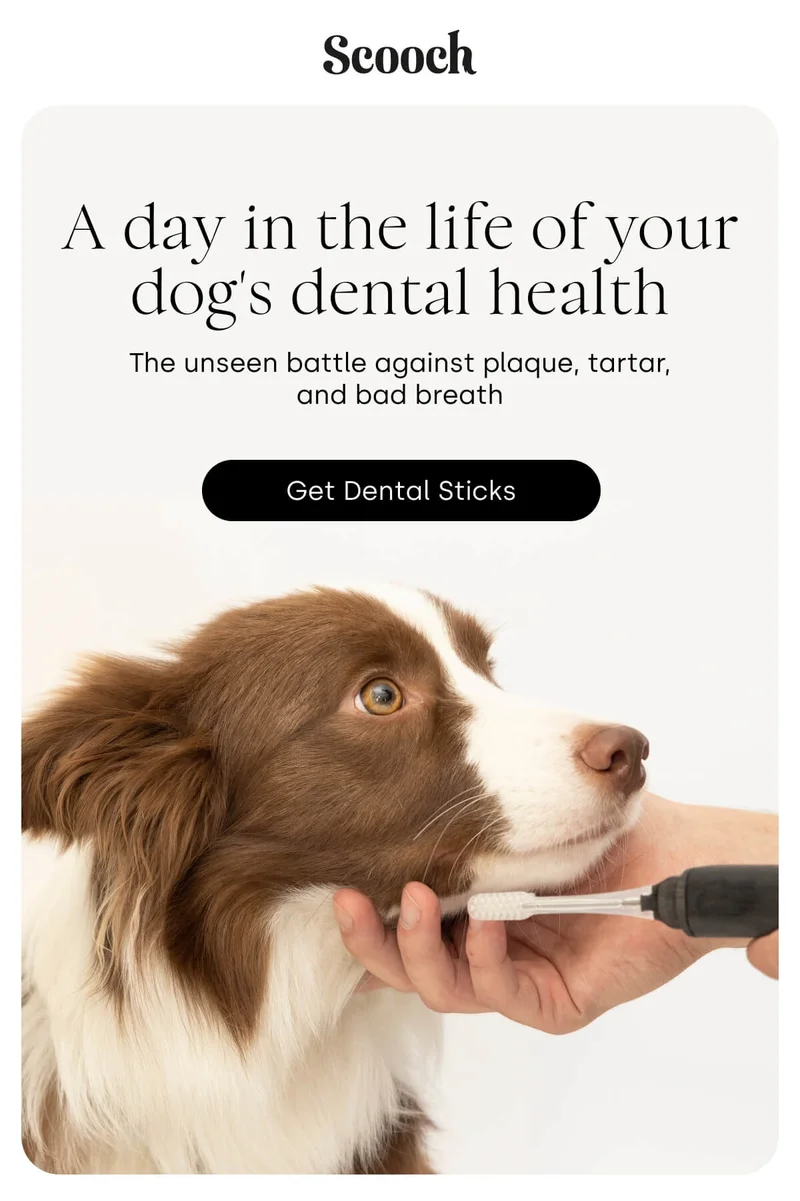 The unseen battle against plaque, tartar, and bad breath - Get Dental Sticks