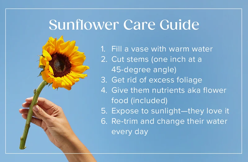 Sunflower Care Guide (1) Fill a vase with warm water  (2) Cut stems (one inch at a 45-degree angle)  (3) Get rid of excess foliage  (4) Give them nutrients aka flower food (included)  (5) Expose to sunlight—they love it  (6) Re-trim and change their water every day