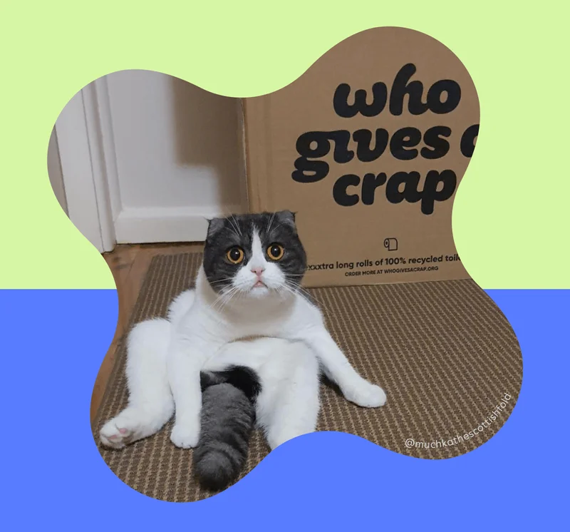 Image: Cat with toilet paper