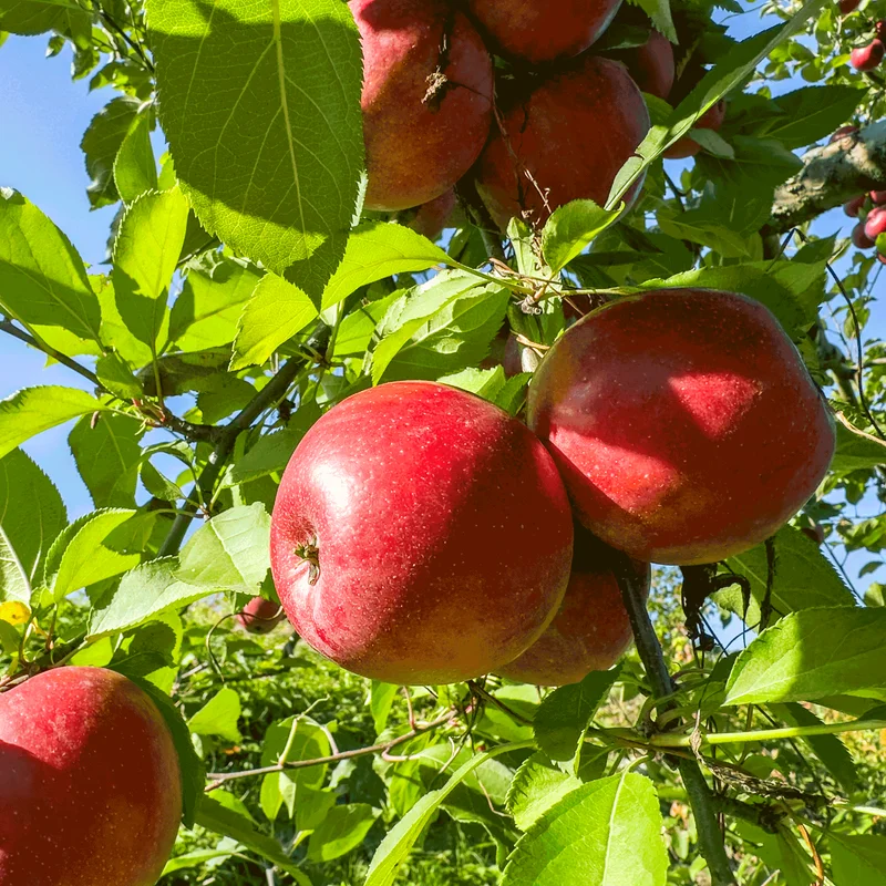 Image of Fuji Apple Tree