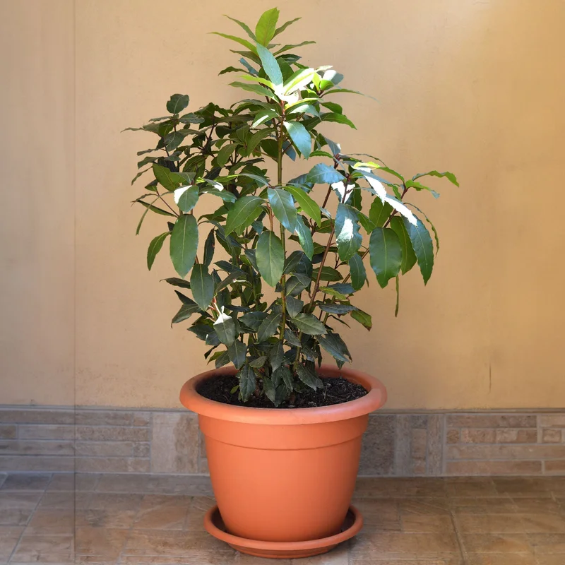 Image of Bay Laurel