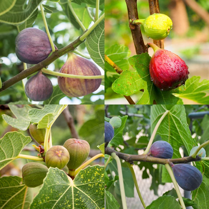 Image of Fig Orchard Pack