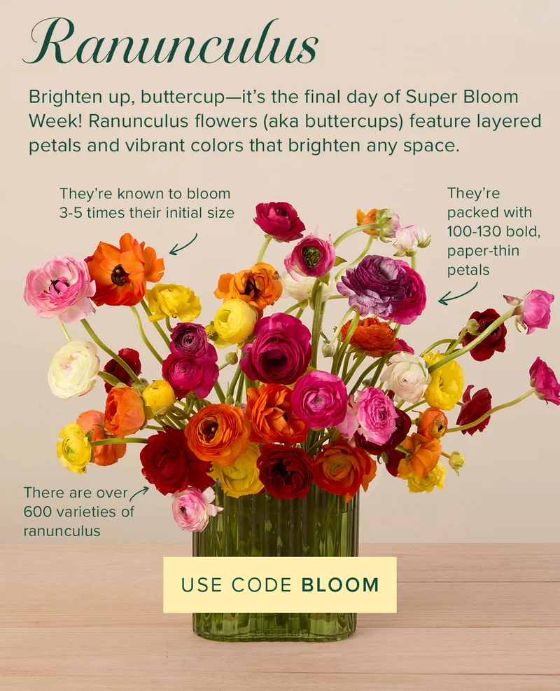 Ranunculus: Brighten up, buttercup—it’s the final day of Super Bloom Week! Ranunculus flowers (aka buttercups) feature layered petals and vibrant colors that brighten any space. Fun Facts: (1)They're known to bloom 3-5 times their initial size. (2)They're packed with 100-130 bold, paper-thin petals. (3)There are over 600 varieties of ranunculus.