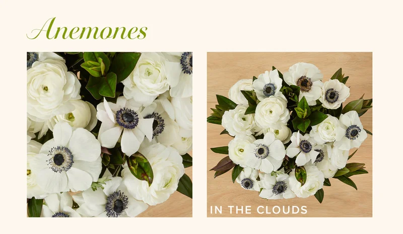 Anemones! Featured Bouq: In The Clouds