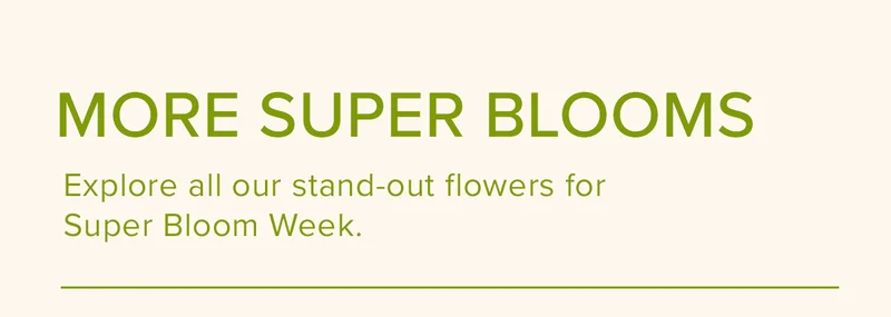 More Super Blooms. Explore all our stand-out flowers for Super Bloom Week.