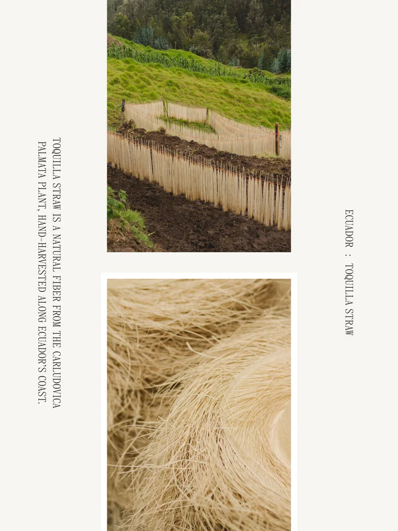 Ecuador: Toquilla Straw Toquilla Straw Is A Natural Fiber From The Carludovica Palmata Plant, Hand-Harvested Along Ecuador's Coast.