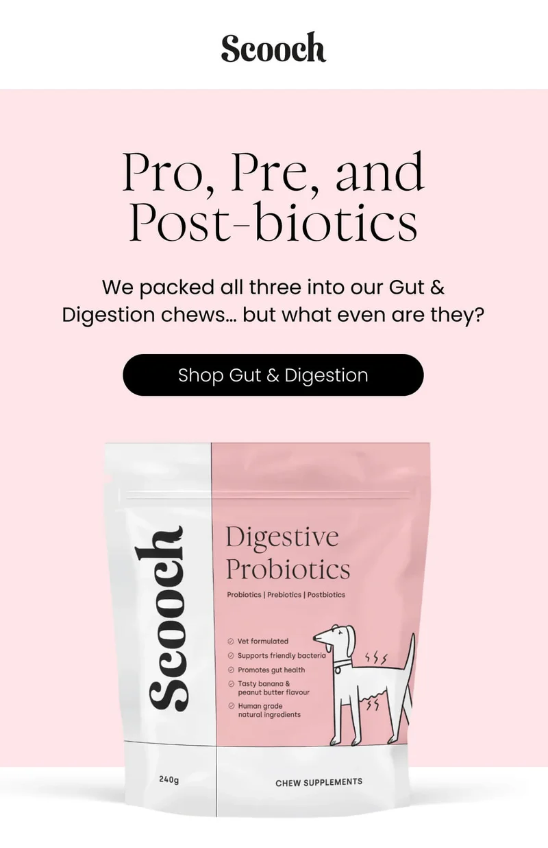 We packed all three into our Gut & Digestion chews… but what even are they?