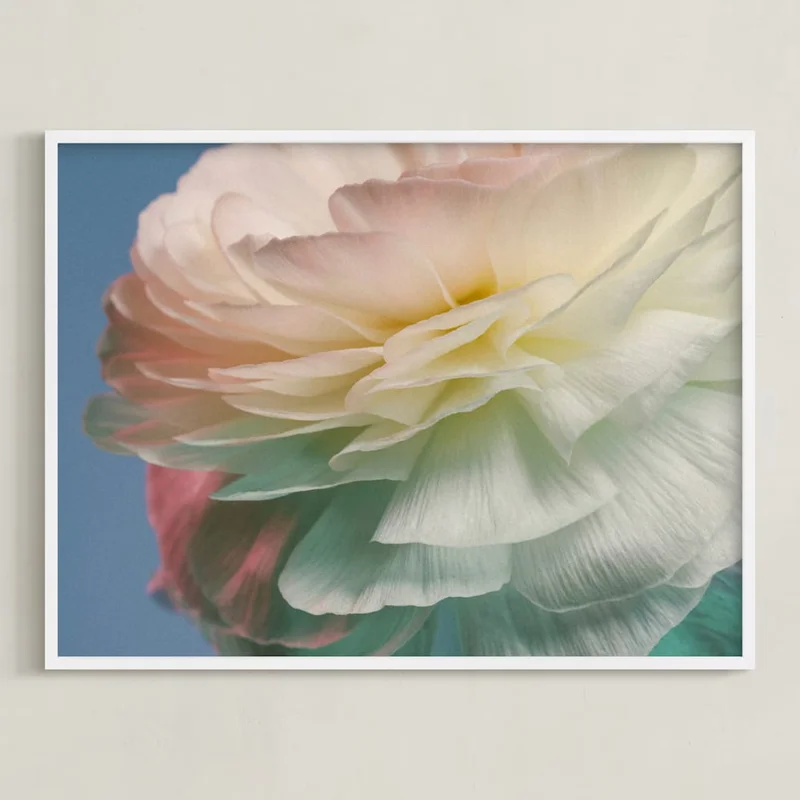 Delicate Ranunculus Flower Limited Edition Fine Art Print 2 by Elena Kulikova | Minted