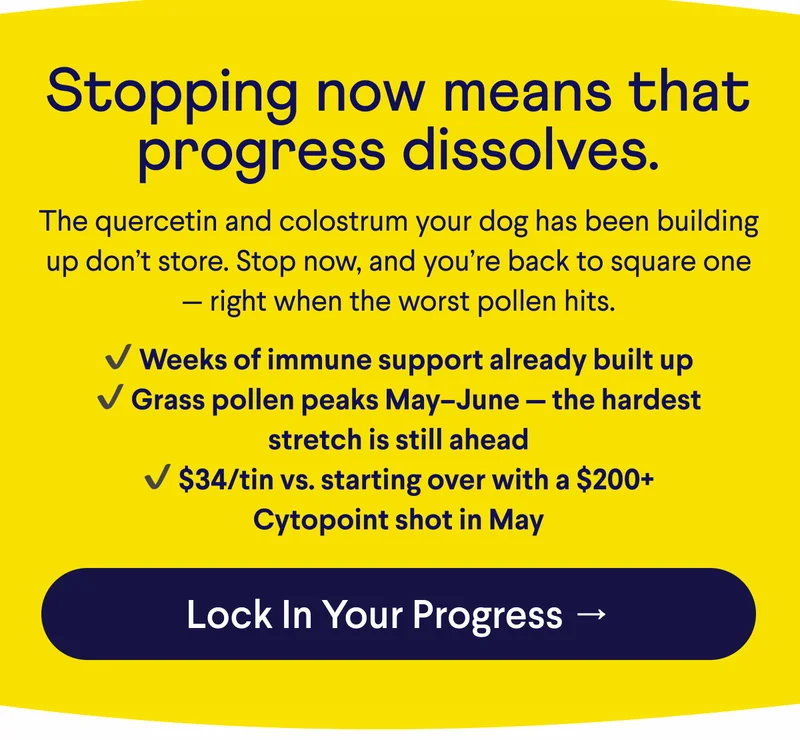 Text: Stopping now means that progress dissolves. The quercetin and colostrum your dog has been building up don’t store. Stop now, and you’re back to square one — right when the worst pollen hits.  ✔ Weeks of immune support already built up ✔ Grass pollen peaks May–June — the hardest stretch is still ahead ✔ $34/tin vs. starting over with a $200+ Cytopoint shot in May. CTA: Lock In Your Progress →