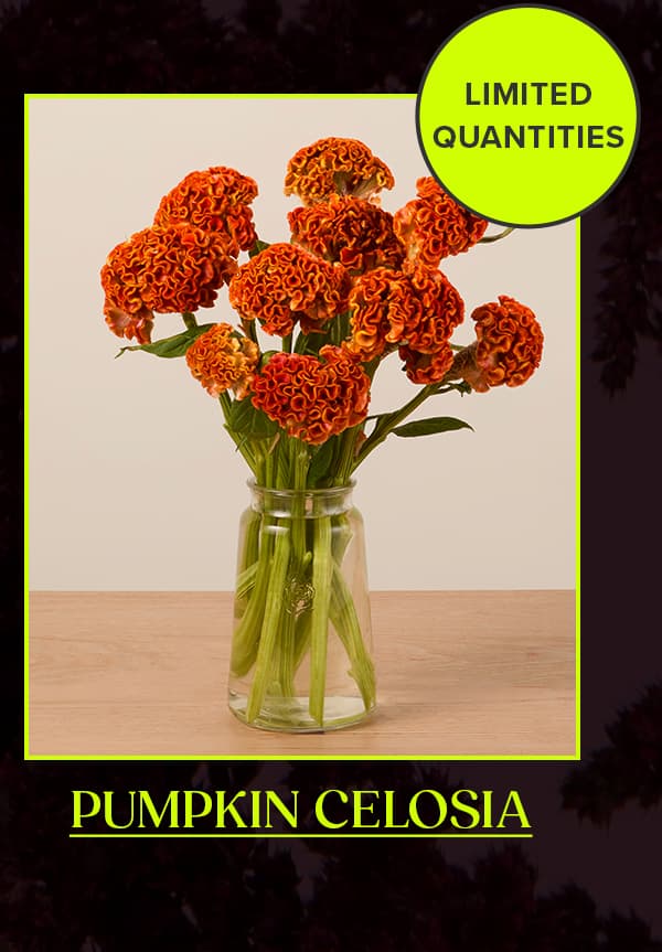 New Pumpkin Celosia Bouq (Limited Quantities)