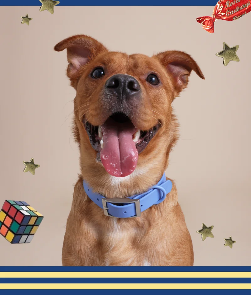 dog happy smiling
