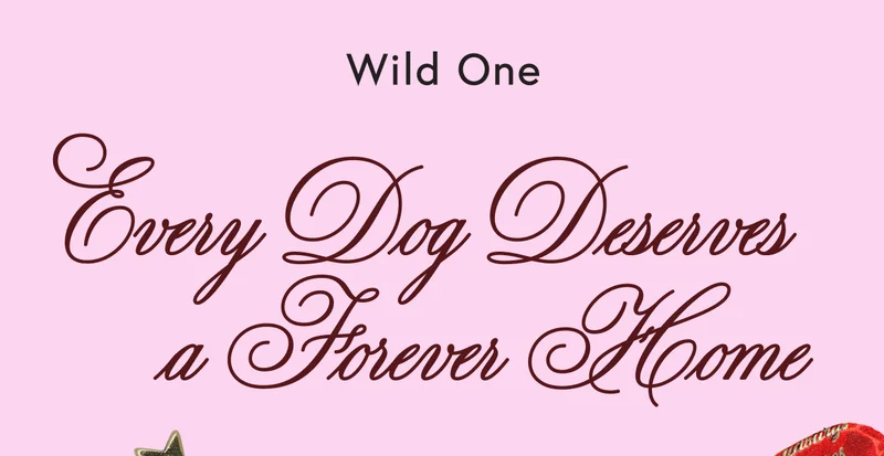 every dog deserves a home