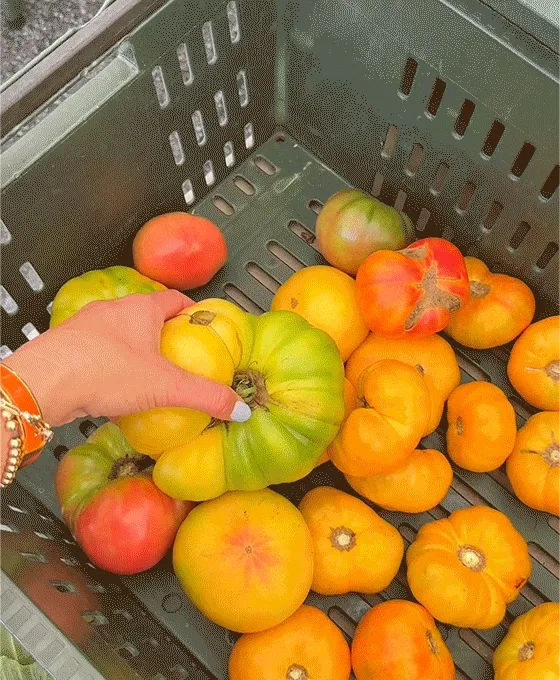 heirloom tomato salad