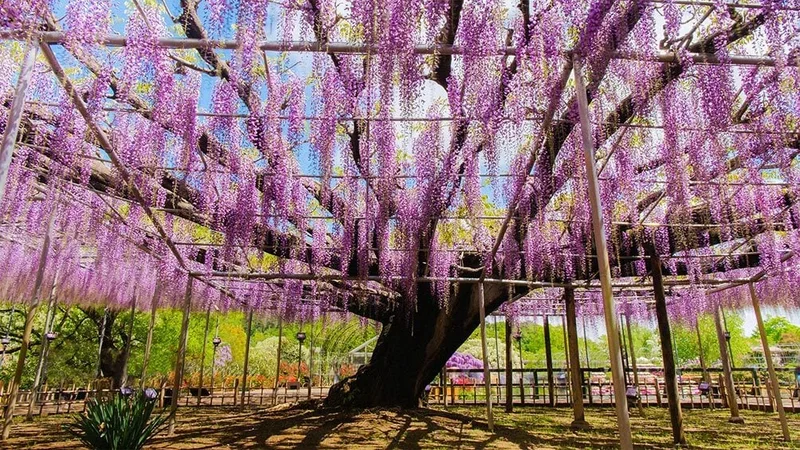 Image description: Wisteria at Ashikaga, Tochigi, Japan.