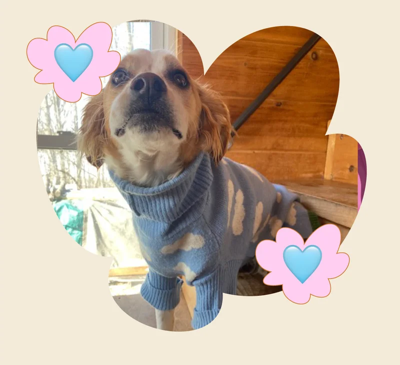 She loves dressing Sunshine in the Silver Linings Sweater and can’t wait to get more outfits!