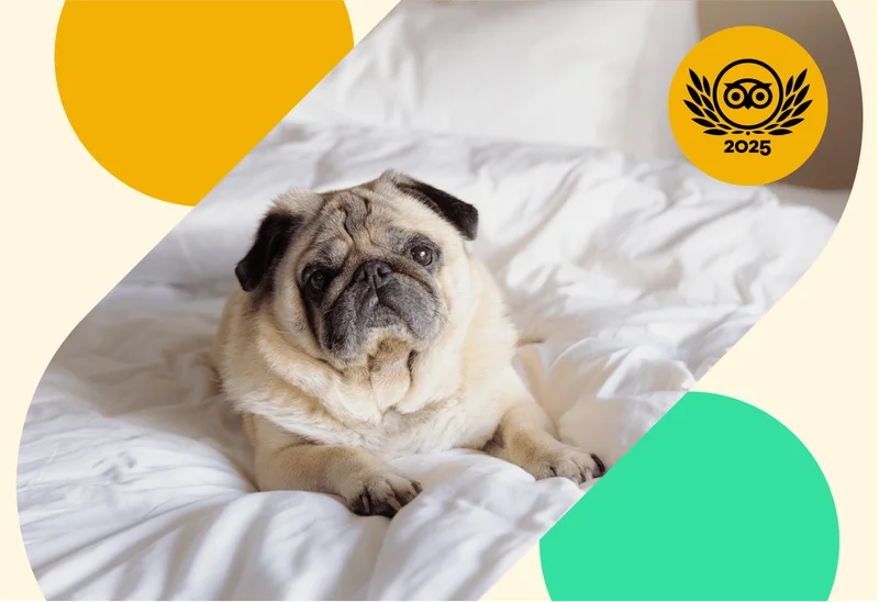 Image Description: Pug relaxing on a plush hotel bed
