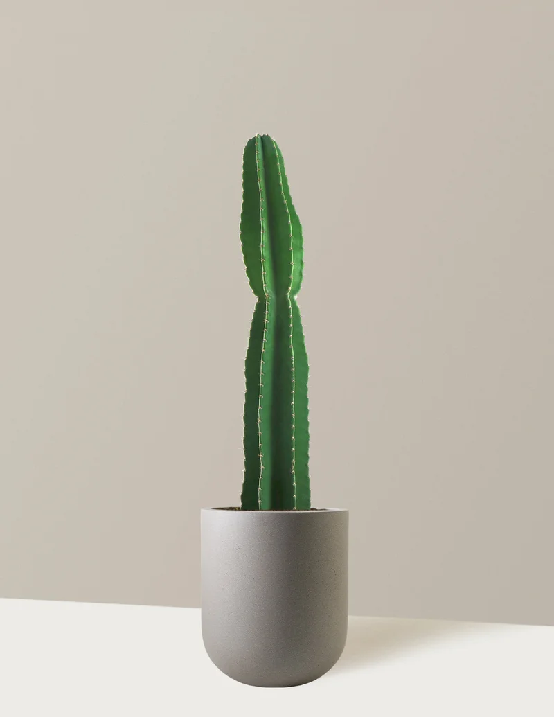 Image of Large Peruvian Apple Cactus