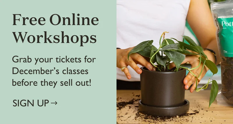 December workshops are here! Snag FREE tickets to a virtual workshop this month.