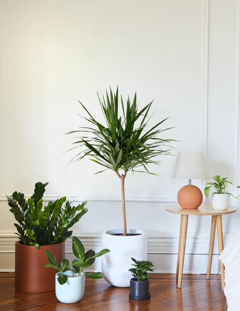 Image of Large Dracaena Tarzan