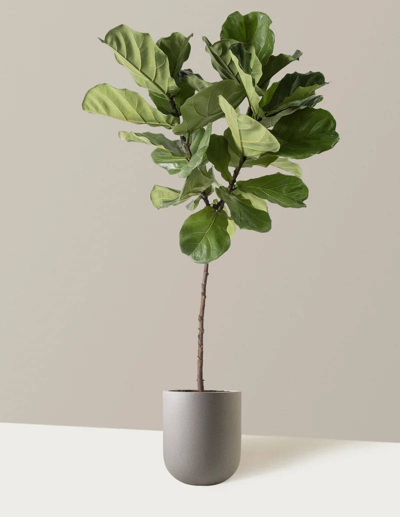 Image of Large Fiddle Leaf Fig